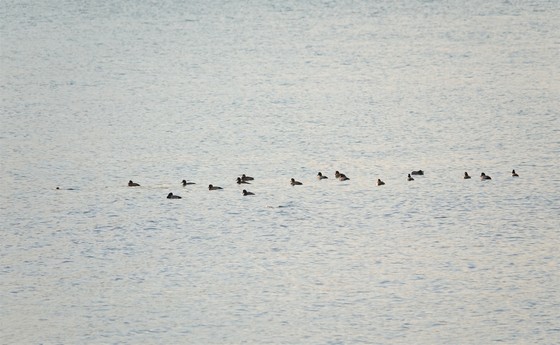 １８羽の群れ、左側の１羽は潜水し波紋が残る